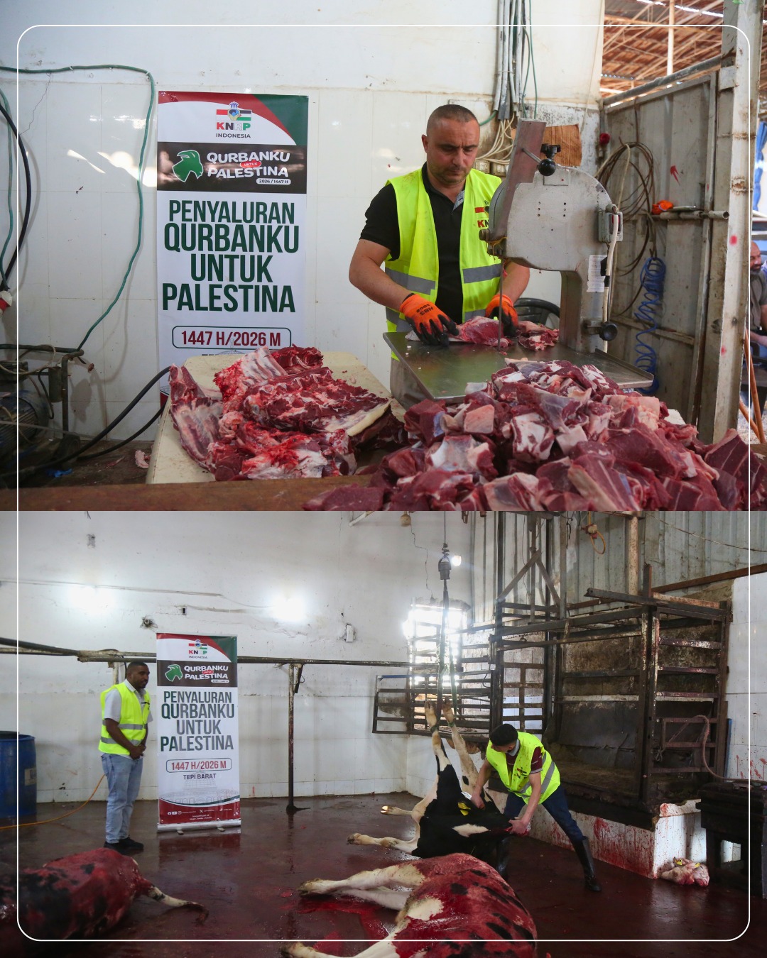 Pemotongan Qurban untuk Rakyat Palestina di Bait Ula, Taffuh, dan Al-Khalil (28/05/2026)